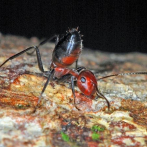 Hormigas se inmolan para liberar 'armas químicas' contra sus enemigos