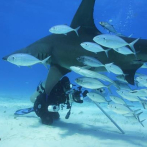 El lente dominicano de las fotografías submarinas llega a National Geographic