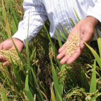 Productores de arroz proponen se suba su precio