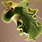Babosas roban a las algas su sistema de fotosíntesis en provecho propio