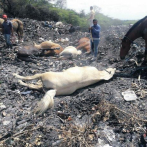 Cocheros de Santiago protestan por caballos sacrificados