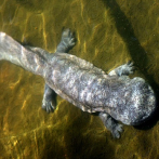 Cinco especies en extinción se incluyen como salamandra china gigante