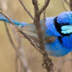 Pájaros de diferentes especies se reconocen y cooperan entre sí