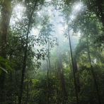 Los bosques amazónicos altos y viejos, más resistentes a las sequías