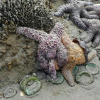 Descubren el fósil de estrella de mar más antiguo de Cuba