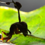 Los hongos de las hormigas zombi cambiaron para adaptarse al clima