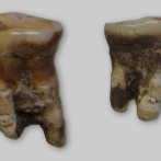 Pruebas de dieta mediterránea en dientes humanos del Mesolítico