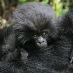 Los gorilas de montaña se recuperan a pesar de todas las amenazas