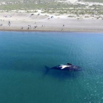 Muere una ballena después de tragarse 80 bolsas de plástico en Tailandia
