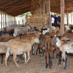 Baja la mortalidad de caprinos en el país