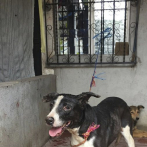 “Rambo”, el perro que sobrevivió a la erupción en Guatemala