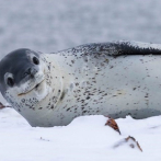 La vida secreta de la foca leopardo