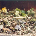 Las hierbas aromáticas mejoran cualidades de cría en los estorninos