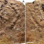 Aparecen en China las huellas fósiles animales más antiguas