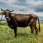 Final feliz para Penka, la vaca búlgara que iban a sacrificar por cruzar a Serbia