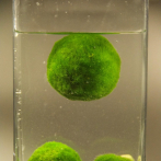 Biólogos resuelven por qué las algas Marimo solo flotan en el agua de día