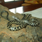 Descubren tres nuevas especies de serpientes en el archipiélago de Galápagos