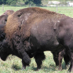 Condenan a 130 días a hombre que molestó bisonte en parque Yellowstone