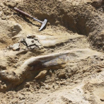 Descubren fósiles de un mamífero con 38 crías de 184 millones de años