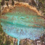 Un árbol de Oceanía absorbe níquel en su látex como insecticida