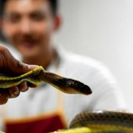 Vietnam: las serpientes se comen fritas o como salchichas