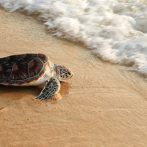 La contaminación por plástico y pesca amenazan a tortugas marinas en América