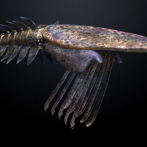 Un fósil de 500 millones de años ilustra cómo la vida prosperó en el fondo marino