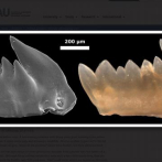 Los primeros depredadores tuvieron dientes que se regeneraban