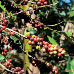 República Dominicana respalda iniciativa de Honduras a favor de productores de café