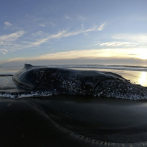 Devuelven al mar a ballena jorobada encallada en playa argentina