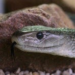Desarrollan un antídoto contra la mordedura de serpiente basado en anticuerpos humanos