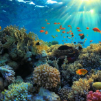 Los arrecifes evitan daños por US$96 millones en RD