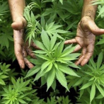 Gobierno canadiense dice que está listo para la legalización de la marihuana