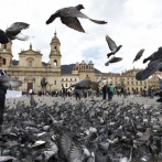 Bogotá ruega a los turistas que no alimenten a las palomas