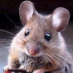 Científicos producen crías de ratón de parejas del mismo sexo
