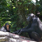 Las hembras de chimpancés saben qué machos pueden matar a sus crías