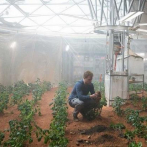 Una hormona vegetal para facilitar cultivos en el espacio