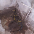 Confirman captura de cocodrilo en Sabana Perdida, pero desconocen dónde fue llevado
