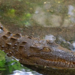 Coqui, el cocodrilo de Sabana Perdida, está en cuarentena