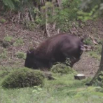 Nace la primera cría de bisonte en el país