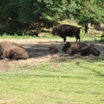 Vicente, el nuevo bisonte que nació en el Zoológico