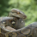 Estas son las características de las serpientes incautadas en Jicomé