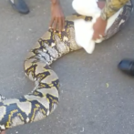 Incautan dos serpientes de 6 metros y 6.5 en Santiago Rodríguez