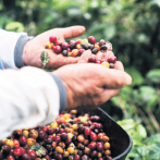 Productores de café de Polo denuncian abandono tras pérdidas por tormenta Melissa