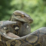 Las serpientes incautadas en Jicomé están en cuarentena pero en buen estado