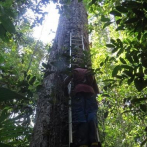 Los bosques amazónicos no logran adaptarse al veloz cambio climático