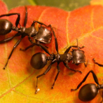 Las plantas evolucionaron para manipular a las hormigas