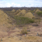 Se descubre que las termitas ocupan un área del tamaño de Gran Bretaña en Brasil