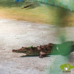 Coqui, el rey de la cañada de Sabana Perdida, está oficialmente en exhibición en el Zoológico
