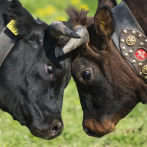 Suiza votará sobre si las vacas deben mantener sus cuernos